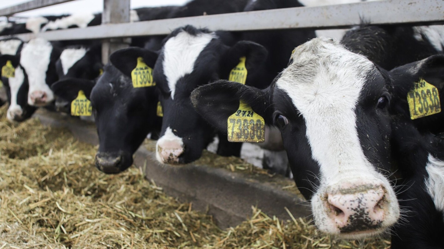Узбекистан планирует создать предприятия по производству мяса в Витебской области Беларуси